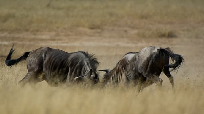 Raubtiere und Pflanzenfresser beobachten