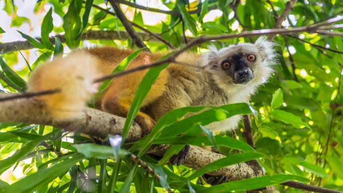 Tagesausflug in den Lokobe Nationalpark