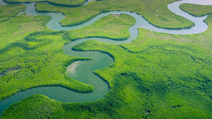 Experience the rainforest