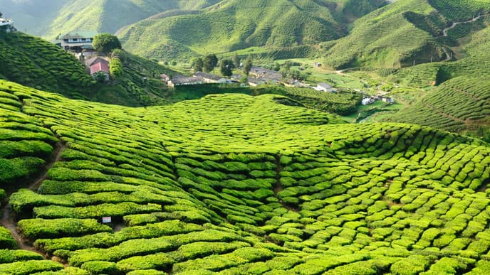 In die Cameron Highlands
