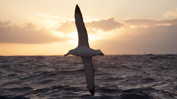 A second day crossing the Drake Passage