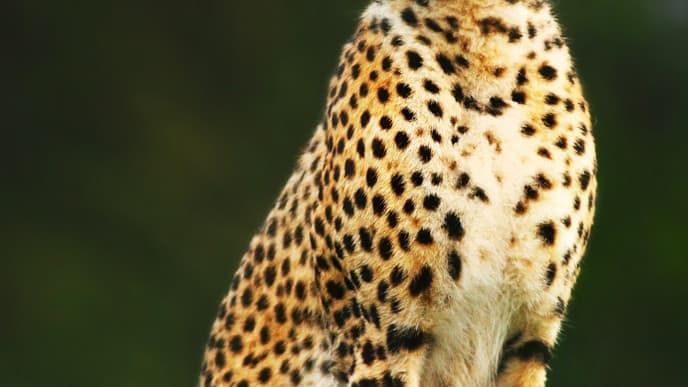 Journey To The Impressive Masai Mara