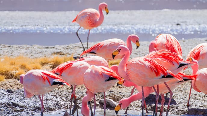 Marvel at Bolivia's Natural Wonders