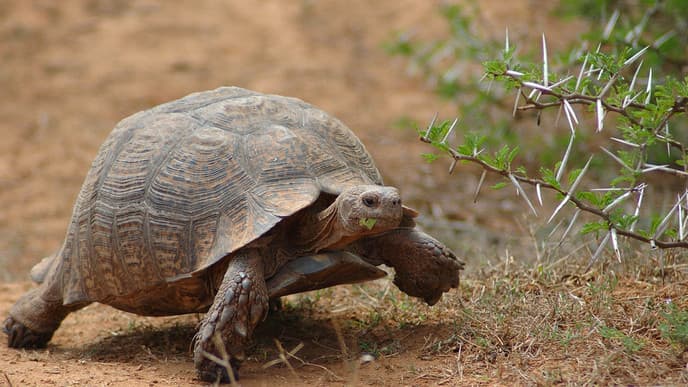 Schöne Natur um das Lower Sabie Rest Camp