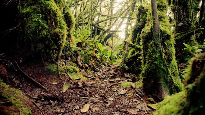 Trek to the Peak of Mount Brinchang