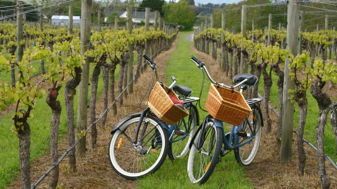 Cycling the Cape Wineries