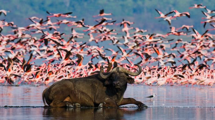 Spot Flamingos And Other Wildlife At Nakuru National Park