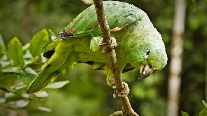 Morning canoe excursion & a night walk