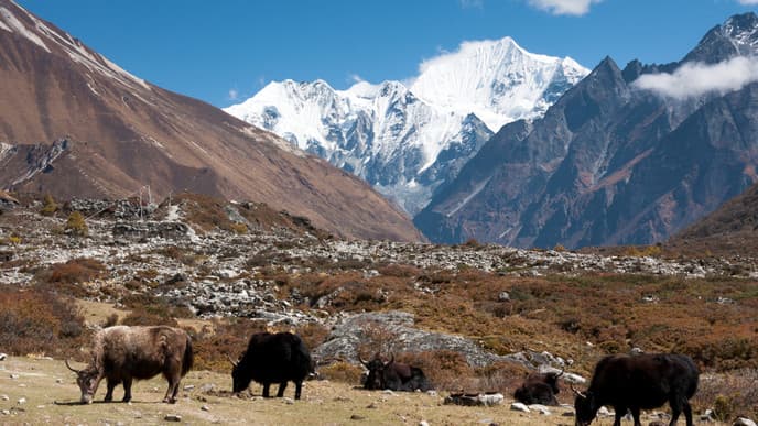 Trek To Kyanjin Ghompa
