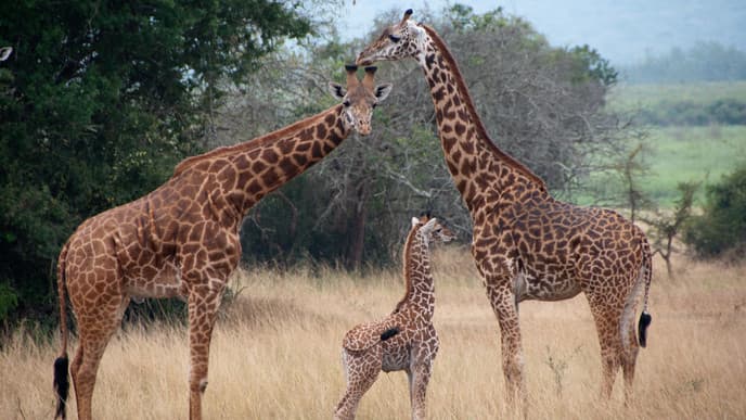 Fahrt in den Akagera Nationalpark