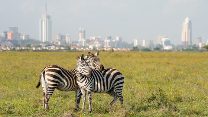 Welcome to Kenya
