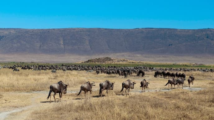 Blick in den Krater und auf Zebraherden