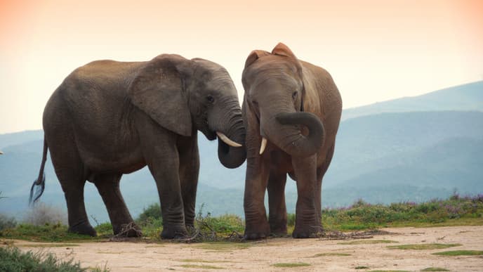 Game Drive in Tarangire National Park