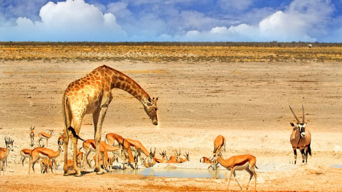 Giraffen, Löwen & Elefanten