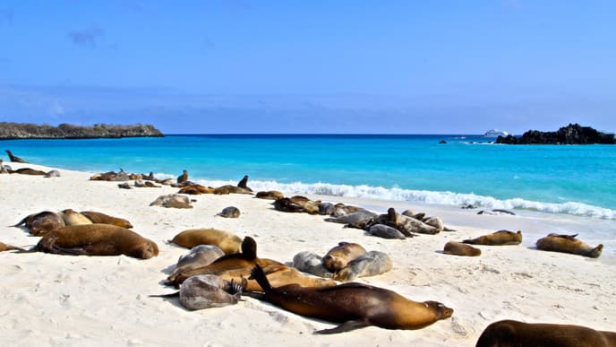 Einzigartige Tierwelt auf einer einsamen Insel