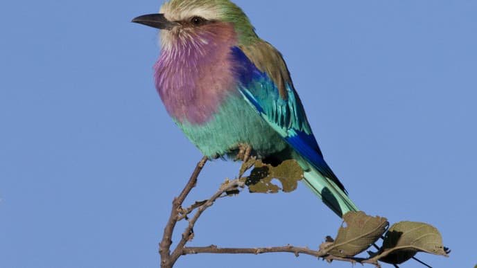 A Kaleidoscope of Birds