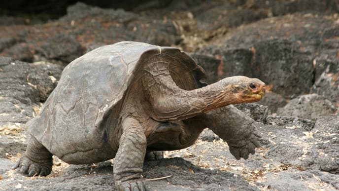 Visit The Lovely Tintoreras Islet