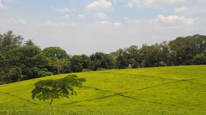 Tour the Satemwa Tea Estate