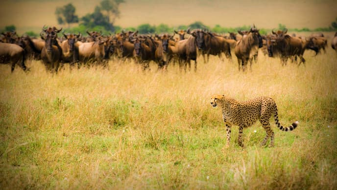 Welcome To Kenya!