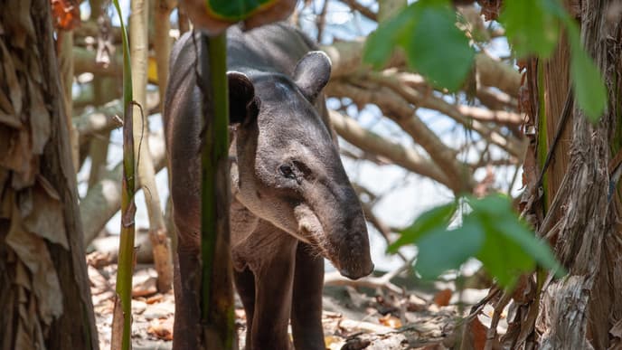 Schillernde Tierwelt im Corcovado-Nationalpark