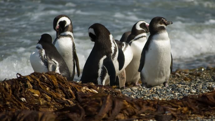 Visit the Penguins at the Magallan Strait