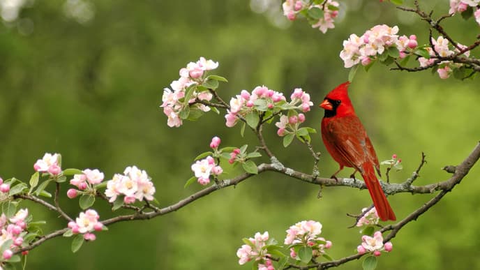 Welcome to Pereira: a paradise for birdwatchers