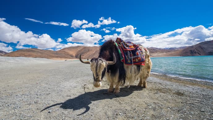 To the shores of Pangong Lake