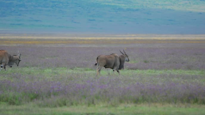 Weltnaturerbe Ngorongorokrater & Big Five