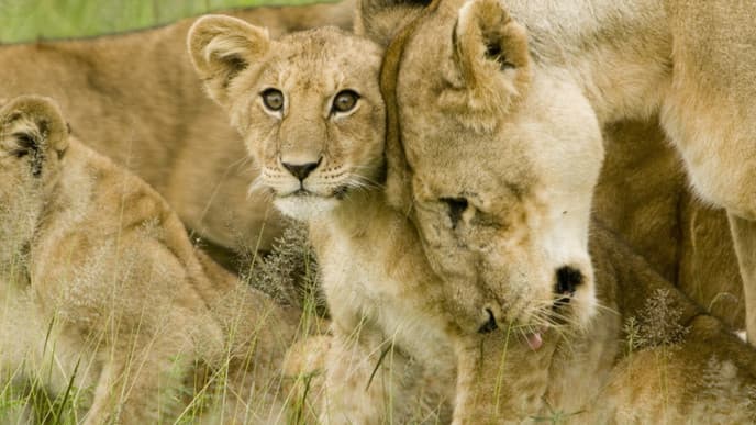 Im Morgengrauen auf Serengeti-Pirsch