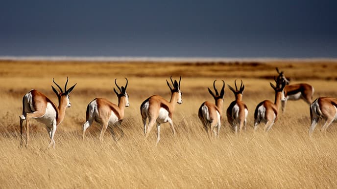 Game Drives In Etosha National Park