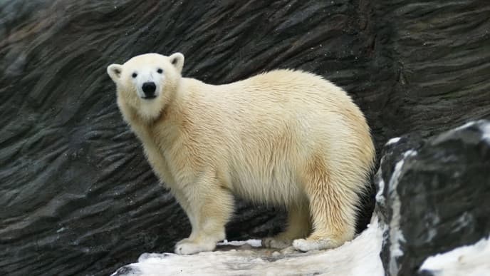 Encounter the Natural Beauty of Ranua Wildlife Park
