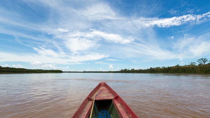 The Sounds of a Jungle Sunrise