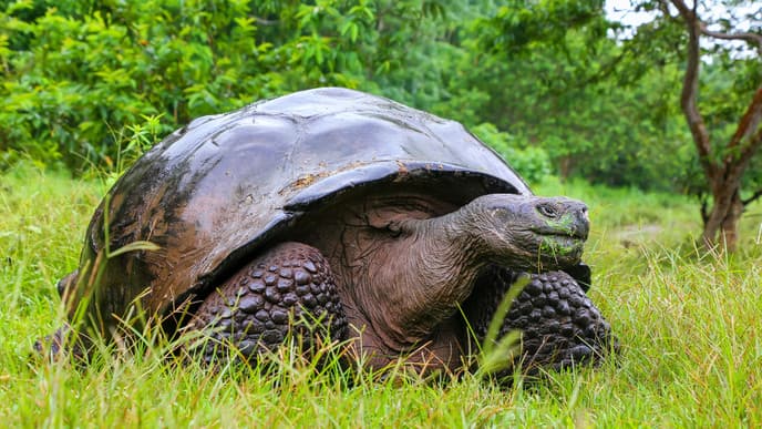 Zum Schutz der Landschildkröten