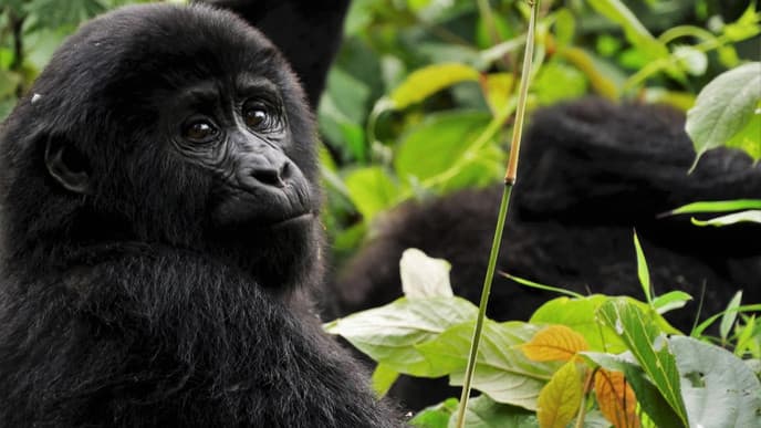 Searching for mountain gorillas