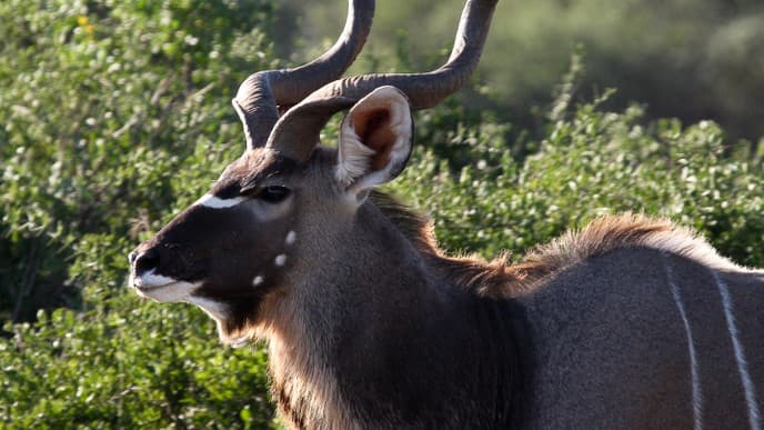 Wildtiere in allen Varianten