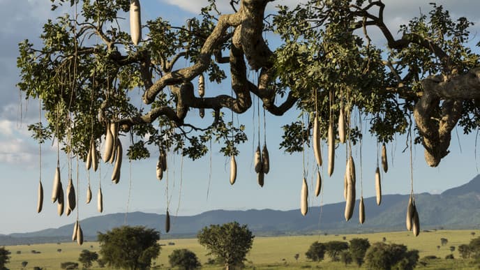 Wandersafari im Kidepo-Valley-Nationalpark