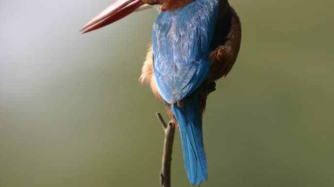 Keoladeo: Nationalpark & Weltnaturerbe