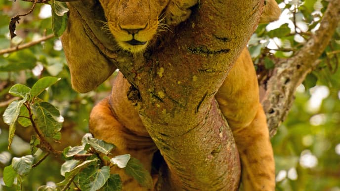Spot Tree-Climbing Lions At Queen Elizabeth
