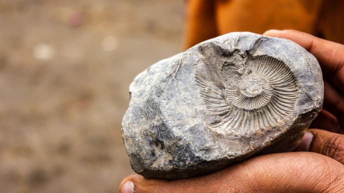 Find marine fossils in Langza