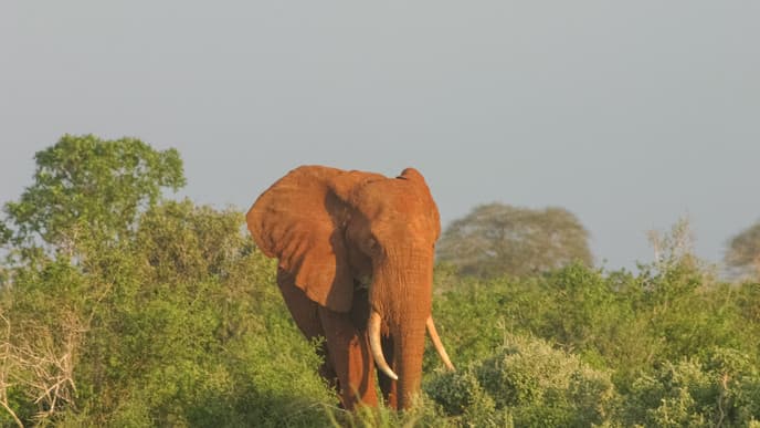 Safari im Tsavo West Nationalpark