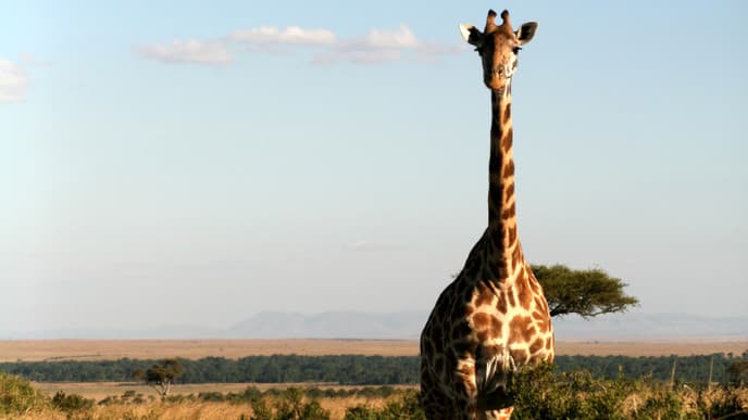 Amazing Wildlife of Amboseli