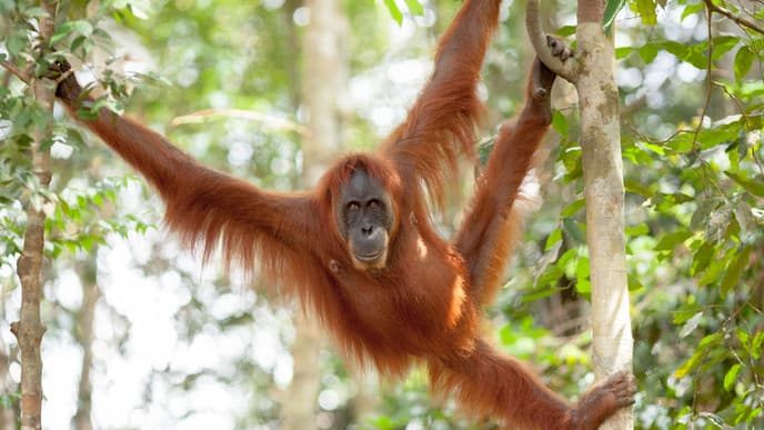 Trekking im Leuser Park