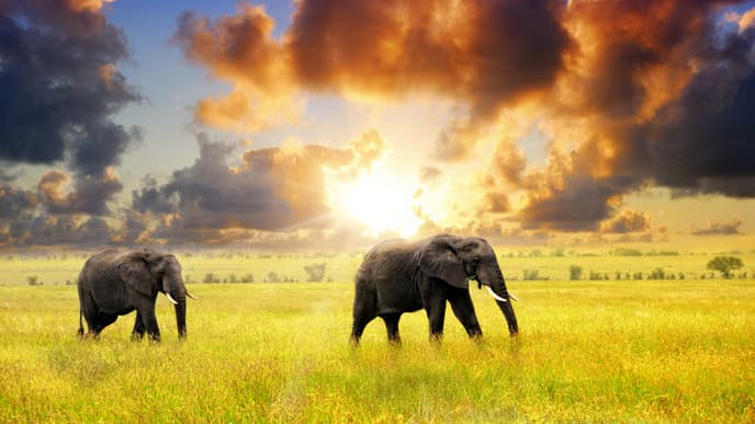 Wildtiere und Natur der Serengeti