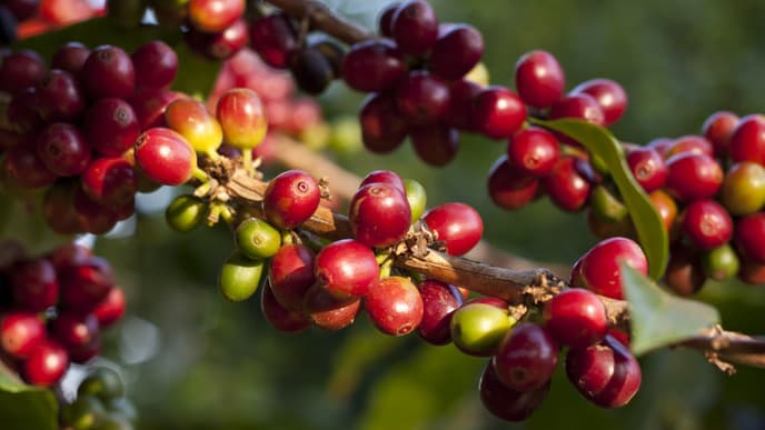 Coffee farm discoveries