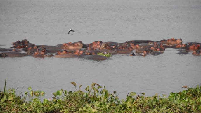 Go Lion Tracking At Queen Elizabeth National Park