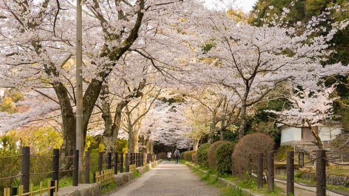 Leitbild Japans: Kirschblüten und Teehäuser