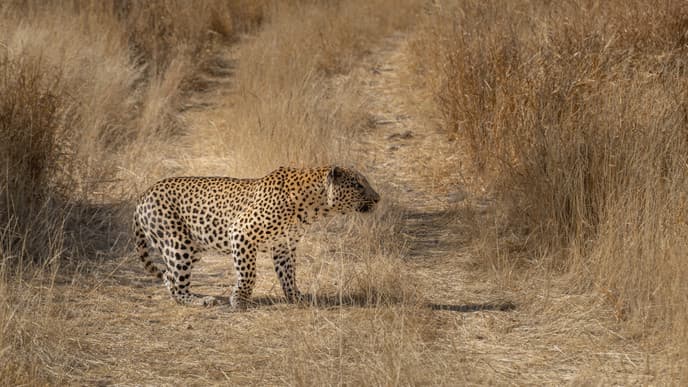 Wildlife safari