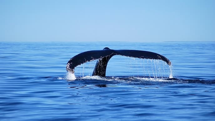 Go Whale Watching on the St. Lawrence River