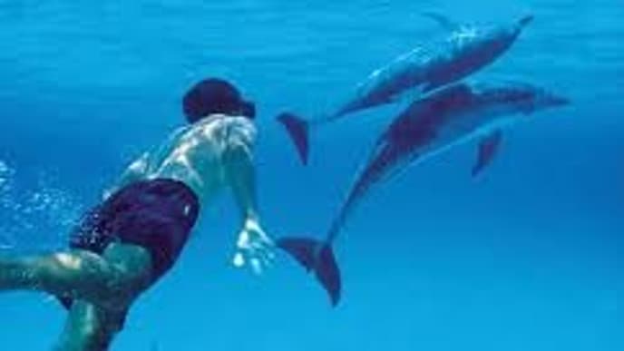 Schwimmen mit Delfinen