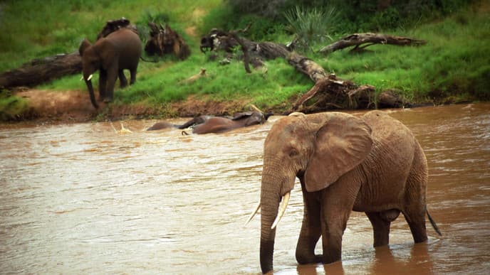 Day 6 - Samburu Game Reserve